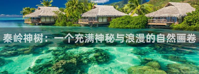 最新日本动漫里番：秦岭神树：一个充满神秘与浪漫的自然画卷